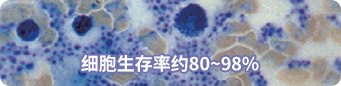 细胞生存率约80~98%